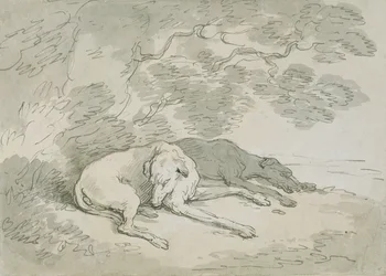 Schlafende Windhunde